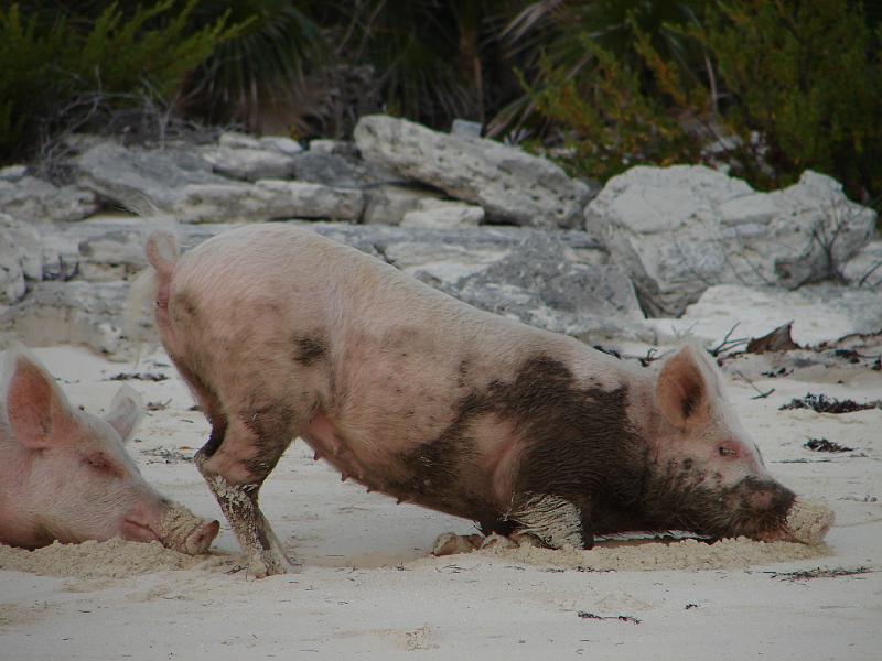 15_05_06b 113.jpg - Schweine können Liegestütze?